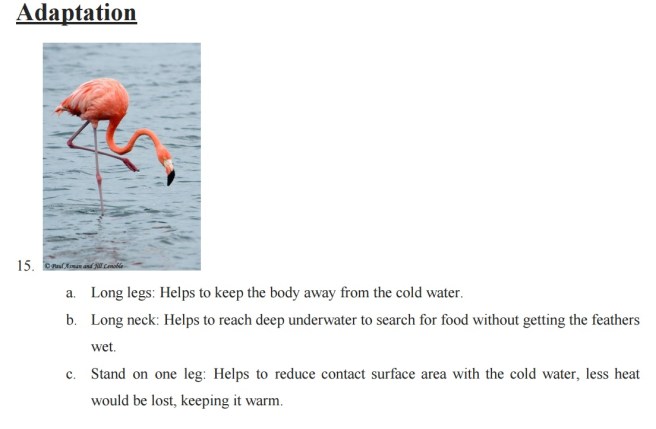 PSLE Science adaptation